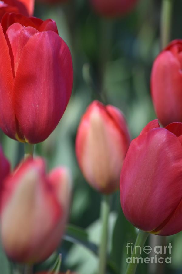 Nature Photograph - Fresh Tulips by Dorota Nowak
