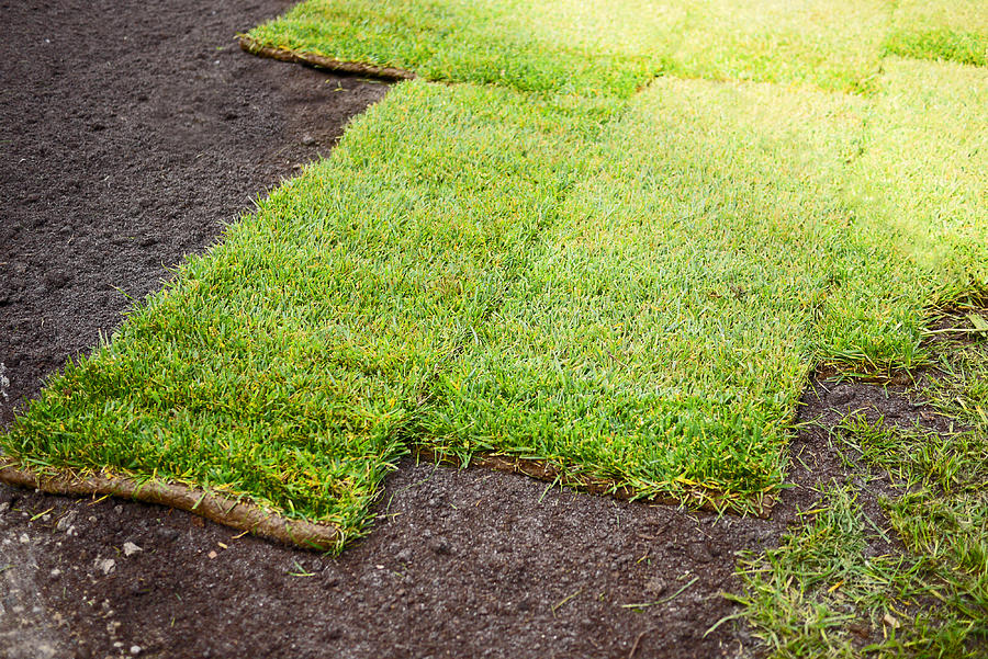 Fresh turf squares on prepared ground. Photograph by Rosmarie Wirz