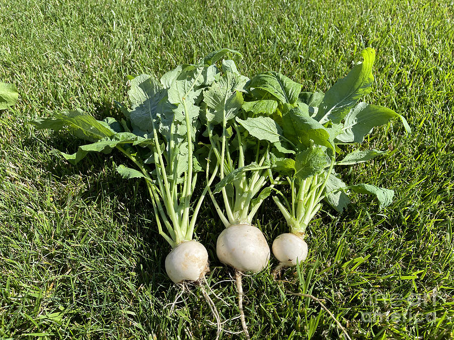 Fresh Turnips 4362 Photograph by Jack Schultz