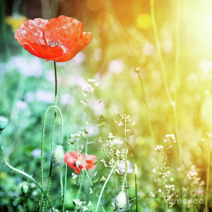 Fresh wildflowers close-up in meadow with single poppy red flower Photograph by Gregory DUBUS