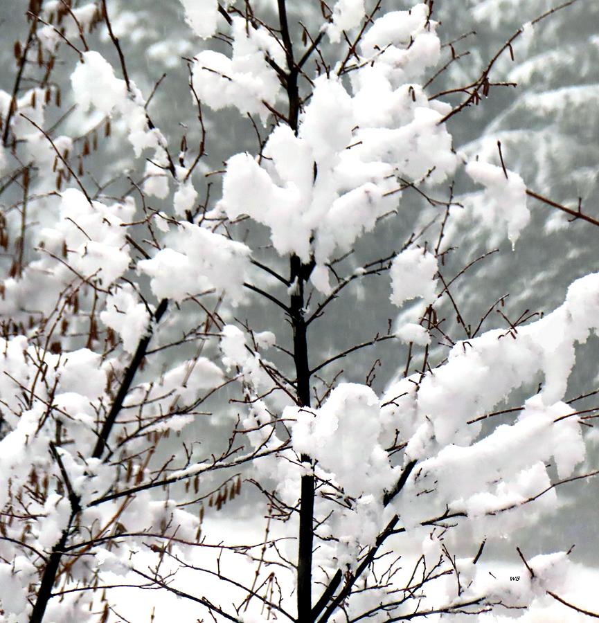 Tree Photograph - Fresh Winter Beauty by Will Borden
