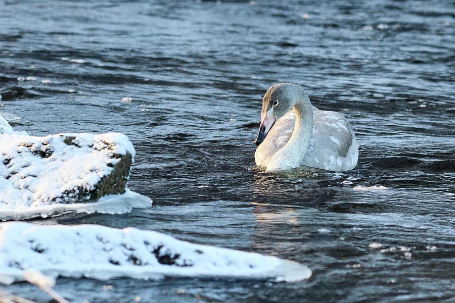 Freshing waters. Whooper swan Photograph by Jouko Lehto