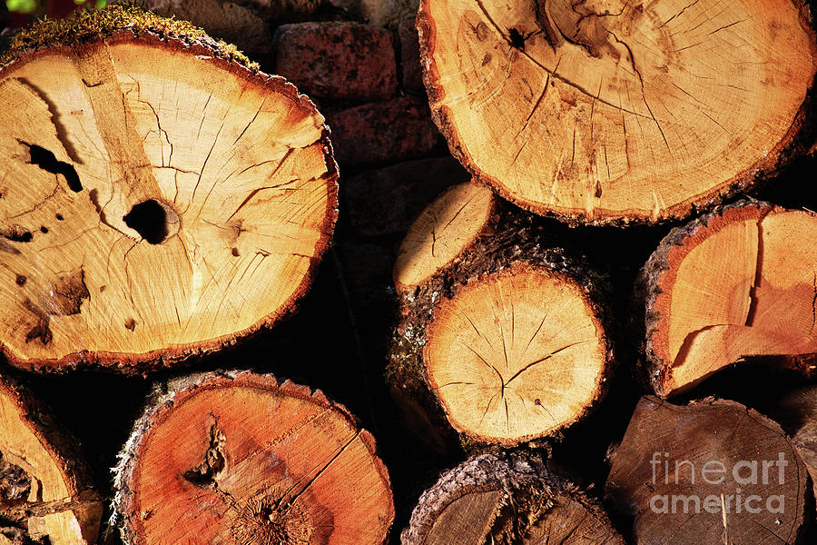 Freshly cut and stacked tree logs Photograph by Mendelex Photography