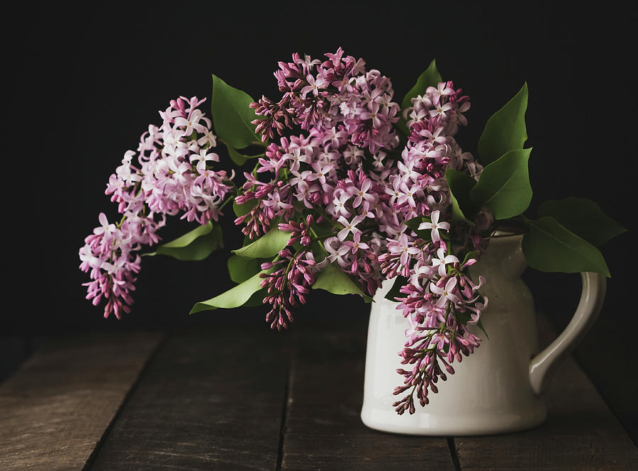 Freshly Picked Lilacs Photograph by Holly Ross