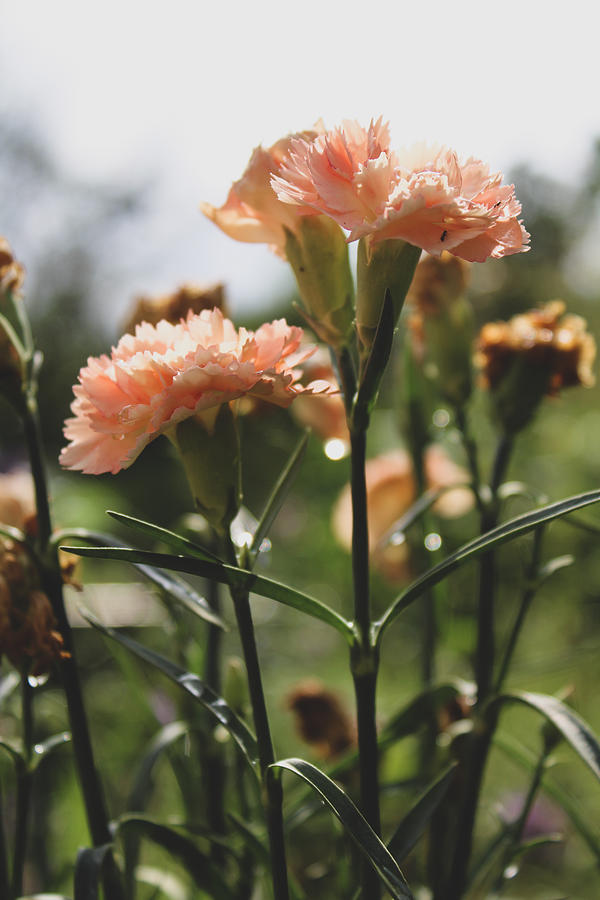 Freshly Watered Carnations Photograph by W Craig Photography