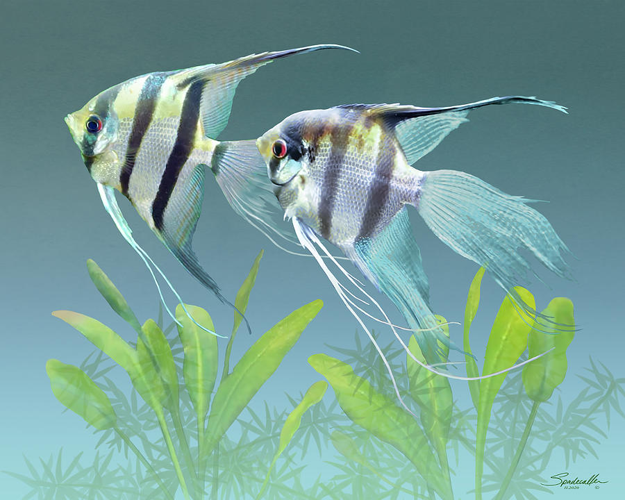 Freshwater Angelfish Pair Digital Art by M Spadecaller