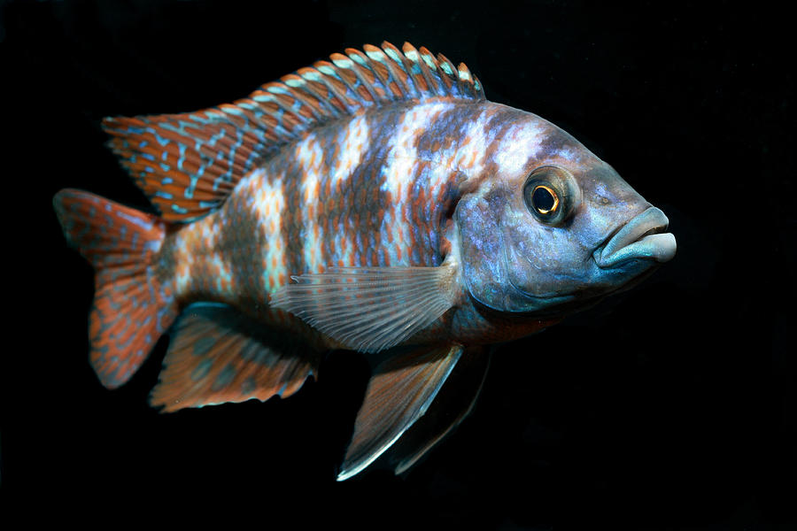 Freshwater Aquarium Fish Photograph by Jeby69