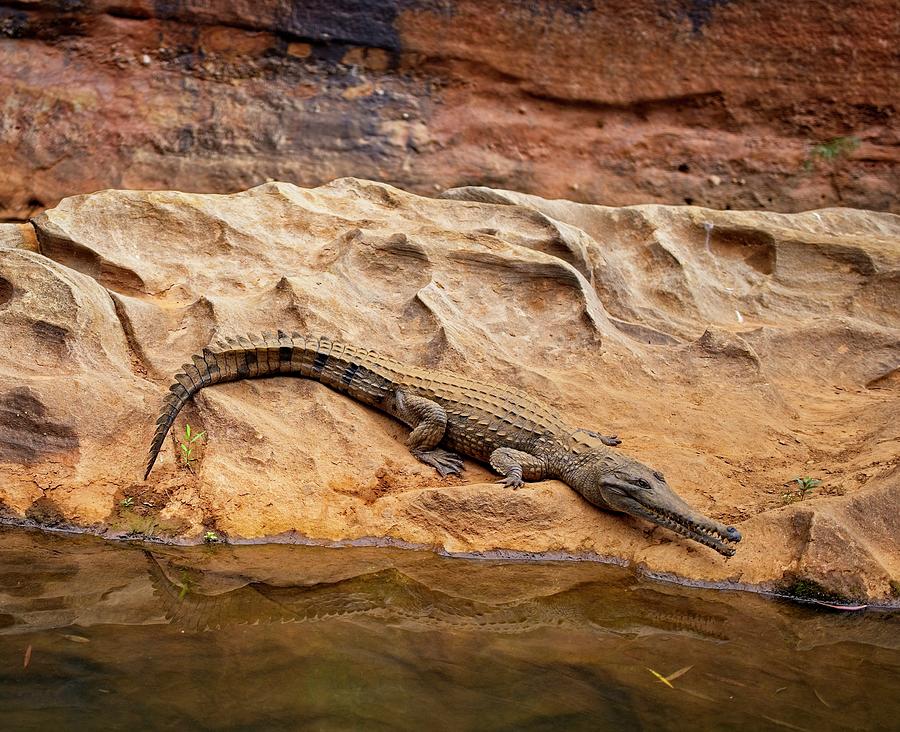 Freshwater Crocodile Photograph by Jocelyn Kahawai