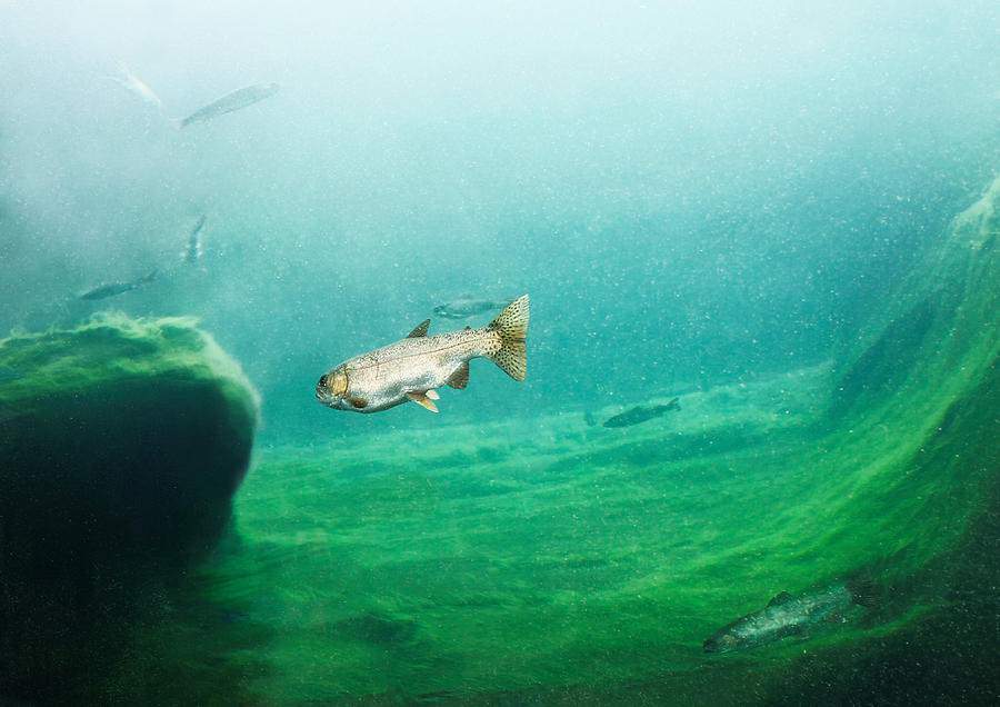 Freshwater Ecosystem Digital Art by Susan Hope Finley