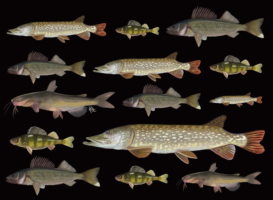 Freshwater Fish on black Digital Art by Rebecca Eberts