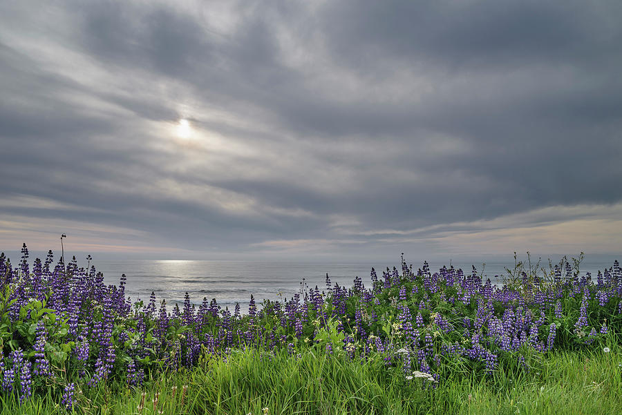 Flower Photograph - Freshwater Lagoon Lupines 4 by Greg Nyquist