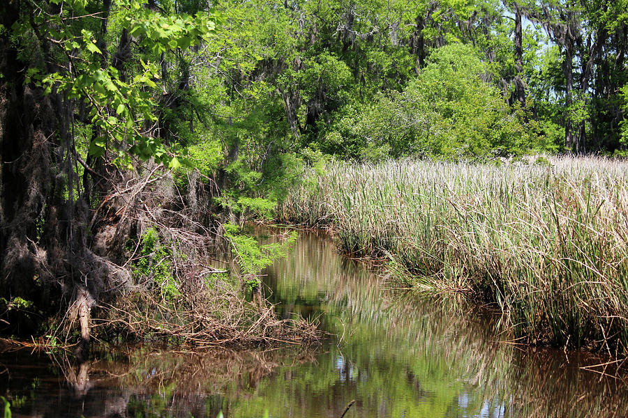 Freshwater Swamp Photograph by Cynthia Guinn - Fine Art America