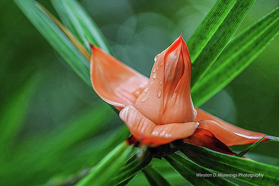 Freycinetia multiflora  Photograph by Winston D Munnings
