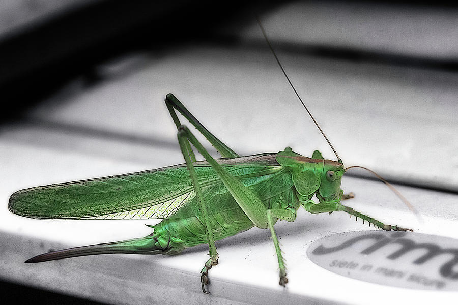 Fridolin the Grasshopper Photograph by Wolfgang Stocker