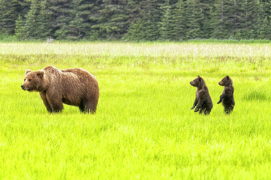 Friend or Foe Photograph by Belinda Greb