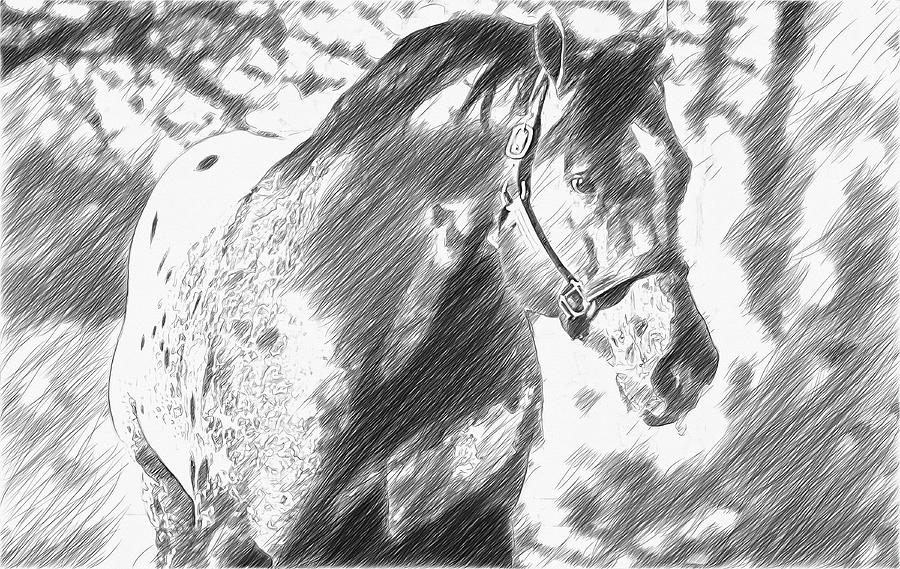 Friendly Appaloosa horse - pencil sketch effect Digital Art by Nicko Prints