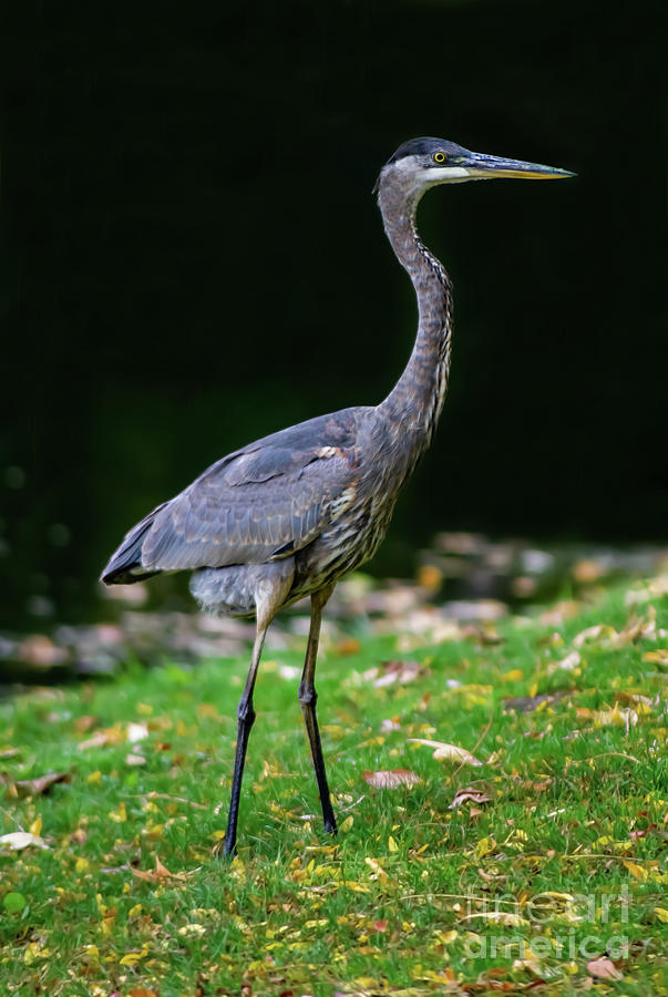 Friendly Blue Heron Photograph by Kari Ponke | Fine Art America