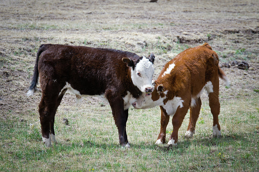 Friendly Calves Photograph by Tara Krauss