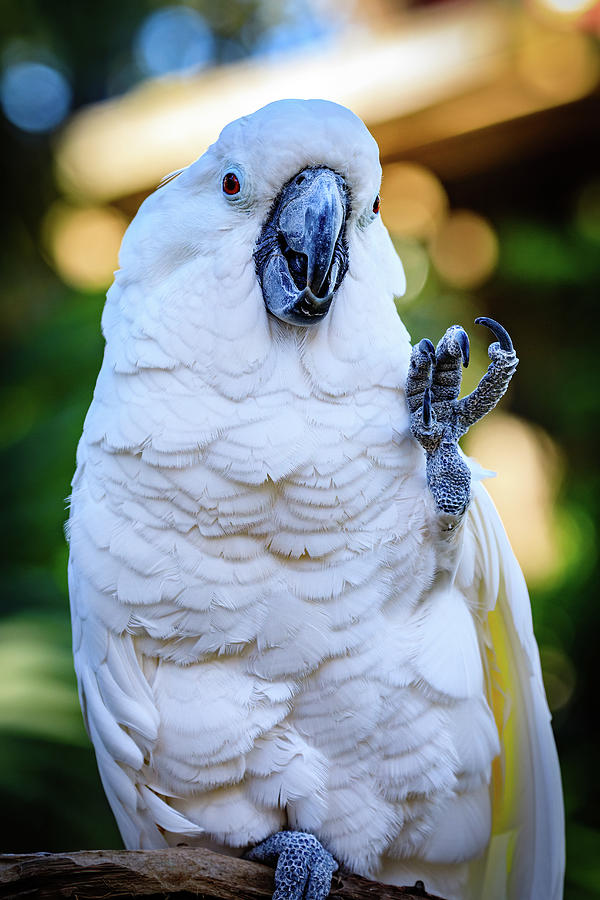 Image Gary Brewer image beautiful image beautiful - Friendly Cockatoo Photograph by Gary and Donna Brewer - Fine Art ...