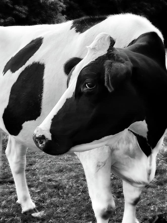 Friendly Cow Photograph