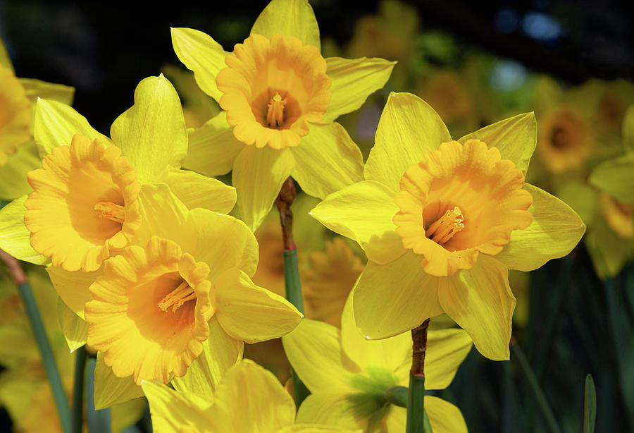 Friendly Daffodils Photograph