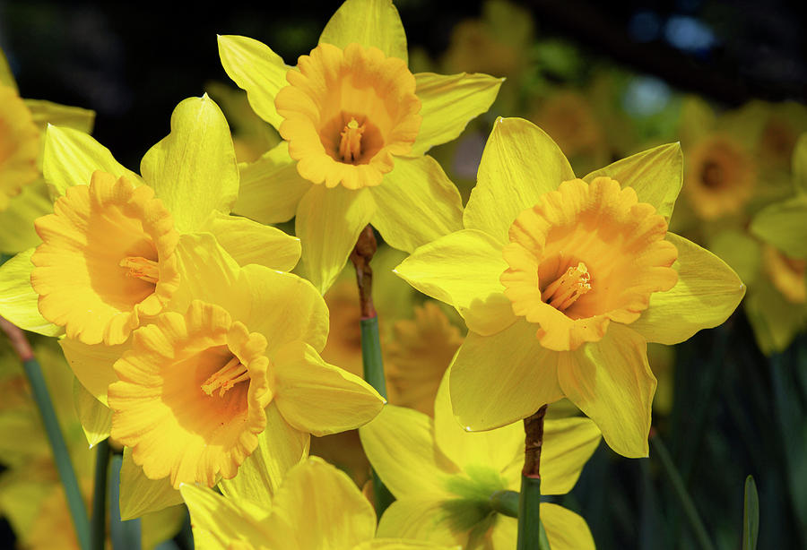 Friendly Daffodils Photograph by Bonnie Follett Friendly Daffodils Photograph by Bonnie Follett