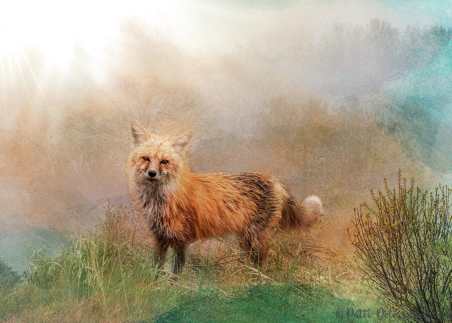 Friendly Fox - Hello by Patti Deters Friendly Fox - Hello by Patti Deters