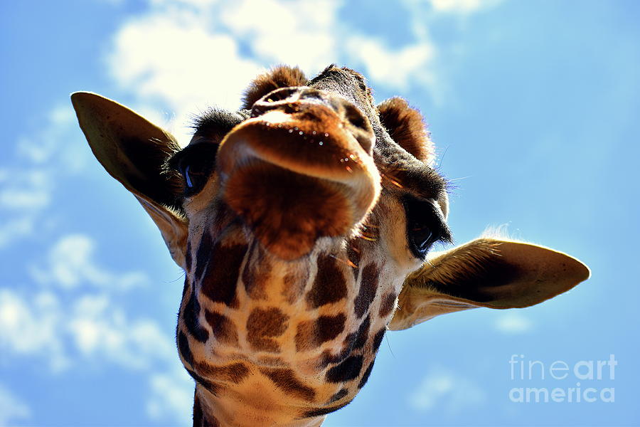 Friendly Giraffe Photograph by Bailey Maier