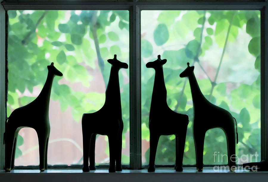 Friendly Giraffes  Photograph by Susan Vineyard