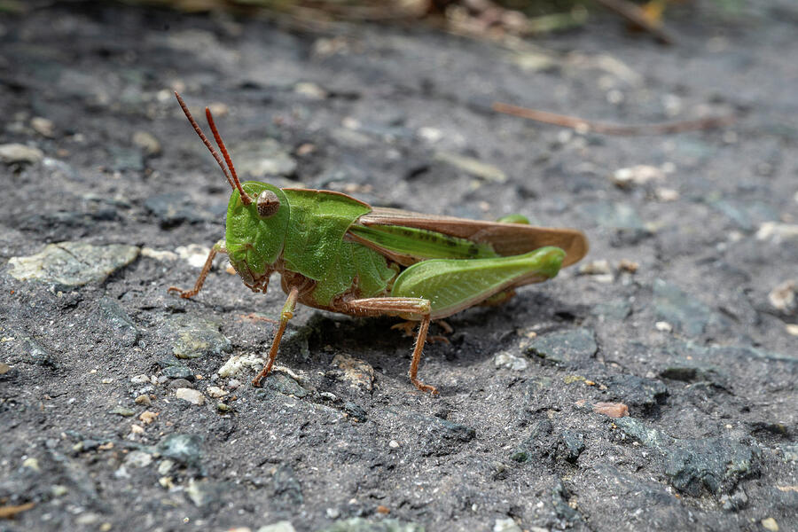 Friendly Grasshopper Photograph by Linda Howes - Fine Art America