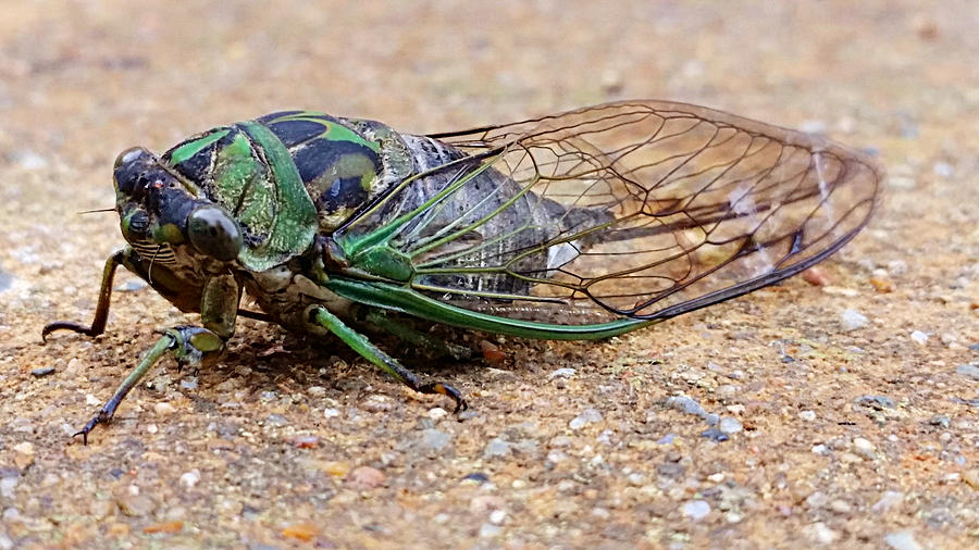 Friendly Green Cicada  Photograph by Ally White