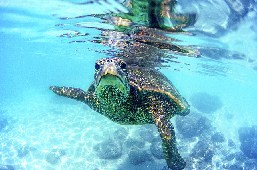 Turtle Photograph - friendly Hawaiian sea turtle  by Sean Davey