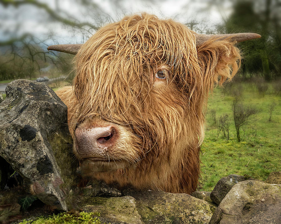 Friendly Highland Coo Cow Photograph by Anne Haile - Fine Art America