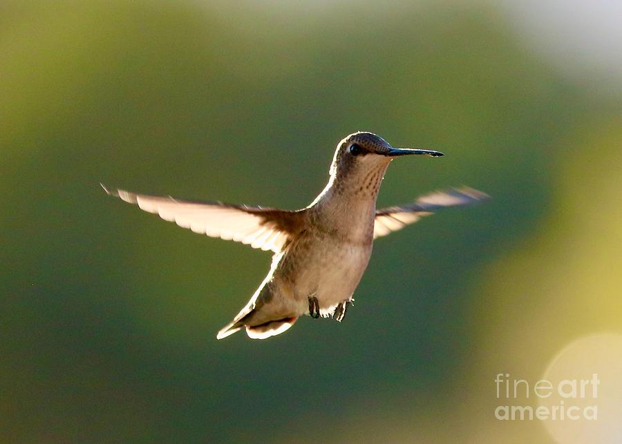 Friendly Hummingbird in Green Photograph by Carol Groenen