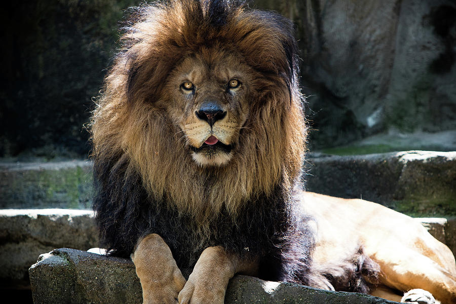 Friendly Lion Photograph By Emma Norris - Fine Art America