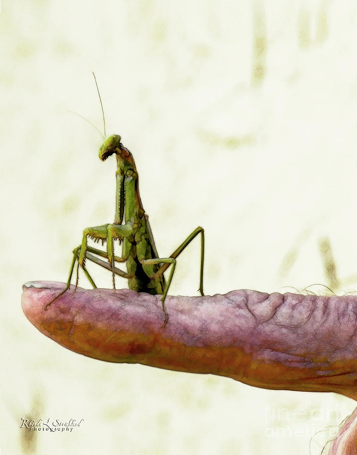 Friendly Mr. Mantis Digital Art by Rhonda Strickland