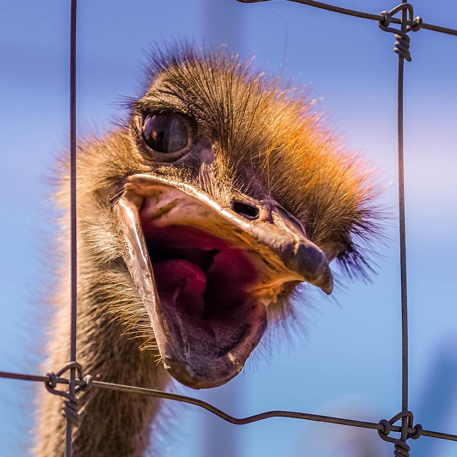 Friendly Ostrich Photograph by Susan Rydberg