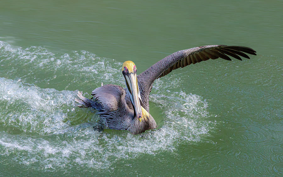 Friendly Pelican Photograph by Terry Walsh