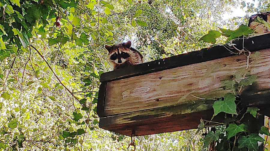 Friendly Raccoon Photograph by Kenny Glover