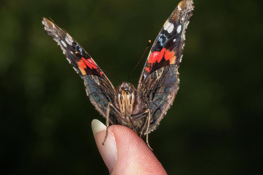 Friendly Red Admiral Photograph by Liza Eckardt