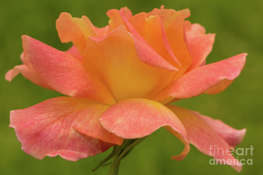 Spring Photograph - Friendly Rose by Nancy Gleason