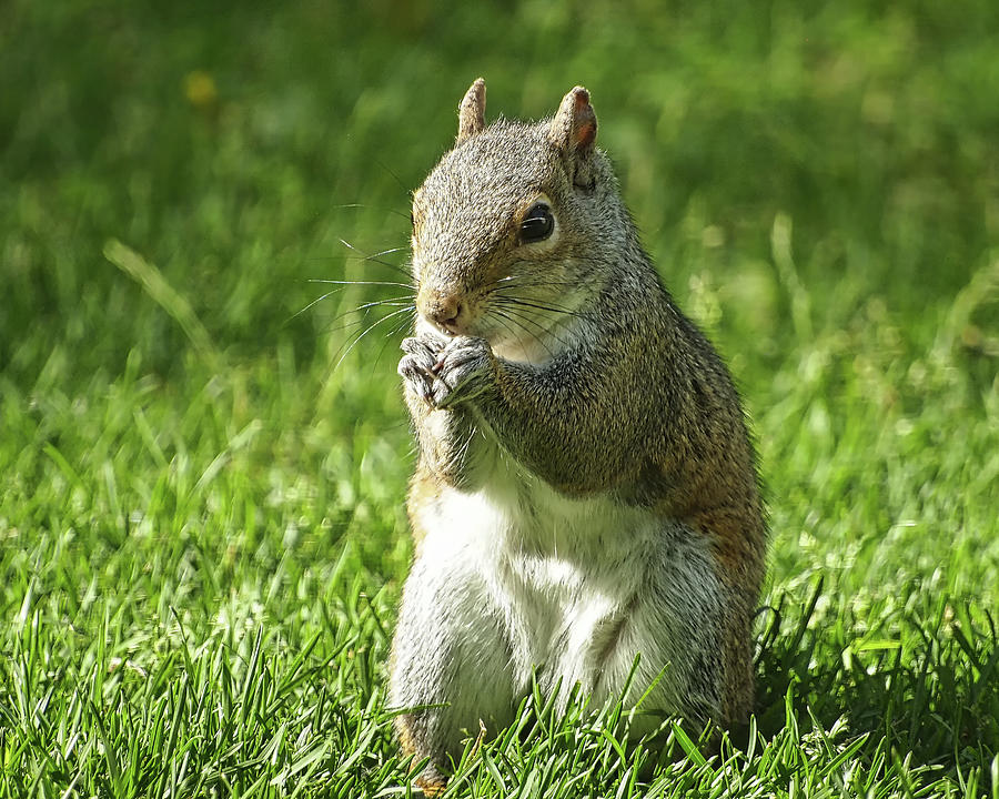 Friendly Squirrel  Photograph by Scott Olsen