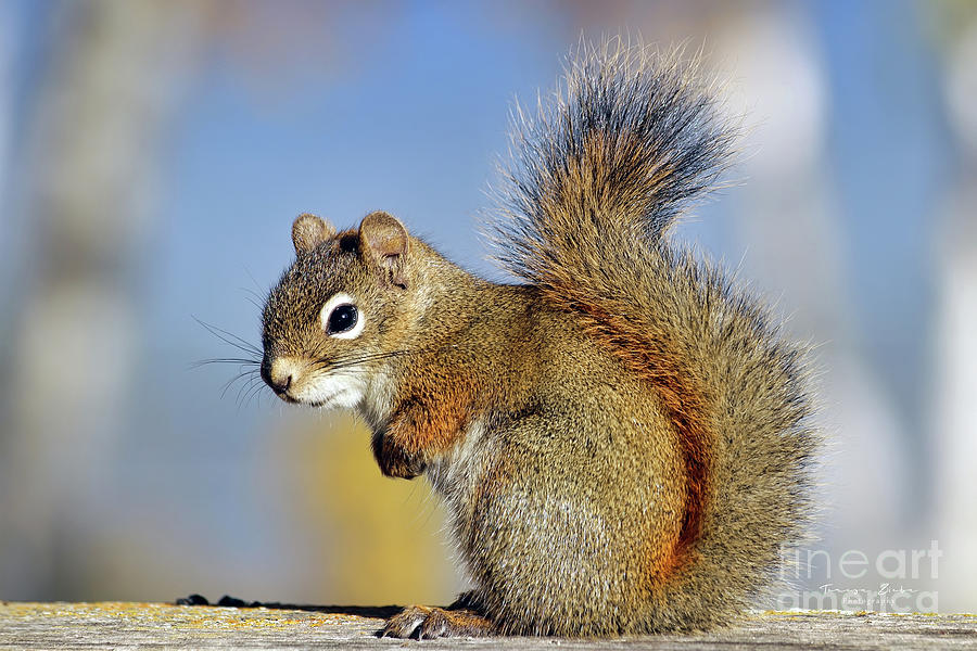 Friendly Squirrel Photograph by Teresa Zieba