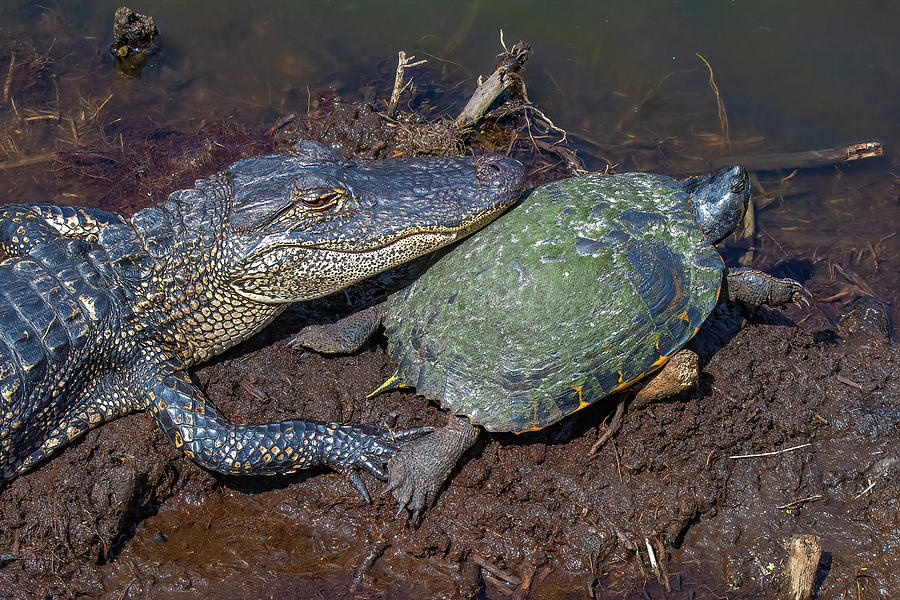 Friends All Day Long Photograph by Steve Rich - Fine Art America