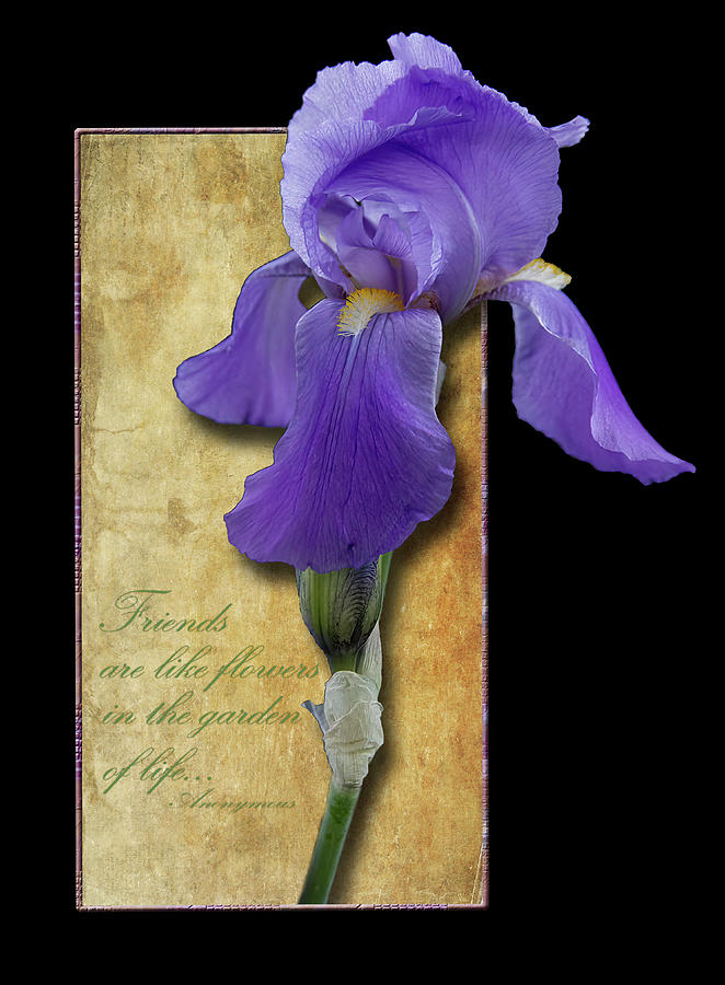 Iris Photograph - Friends are like flowers... by Patti Deters