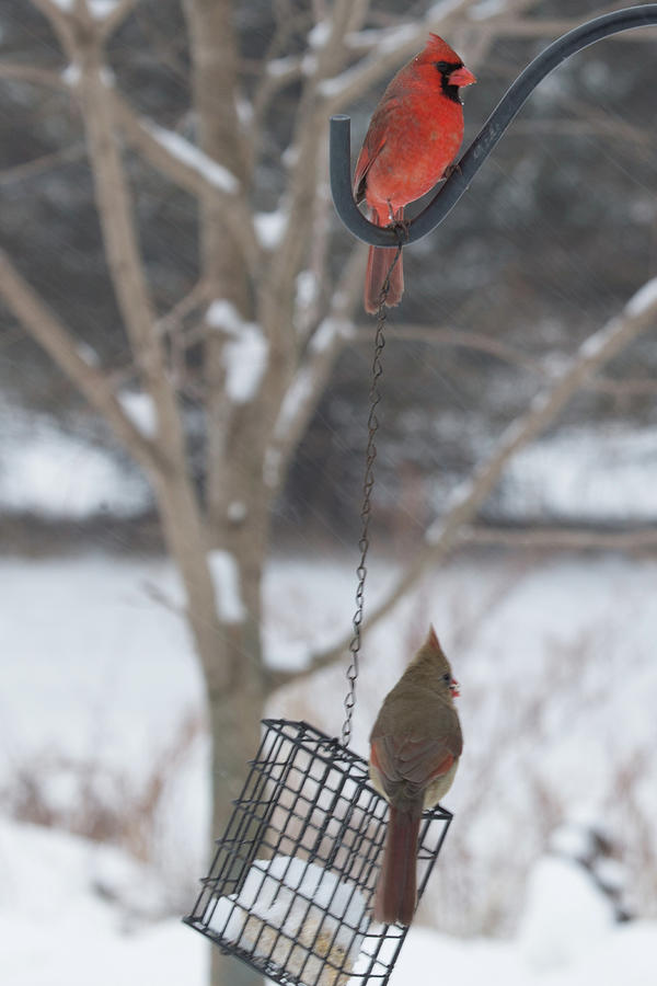 Friends at the Feeder Photograph by Mark Salamon