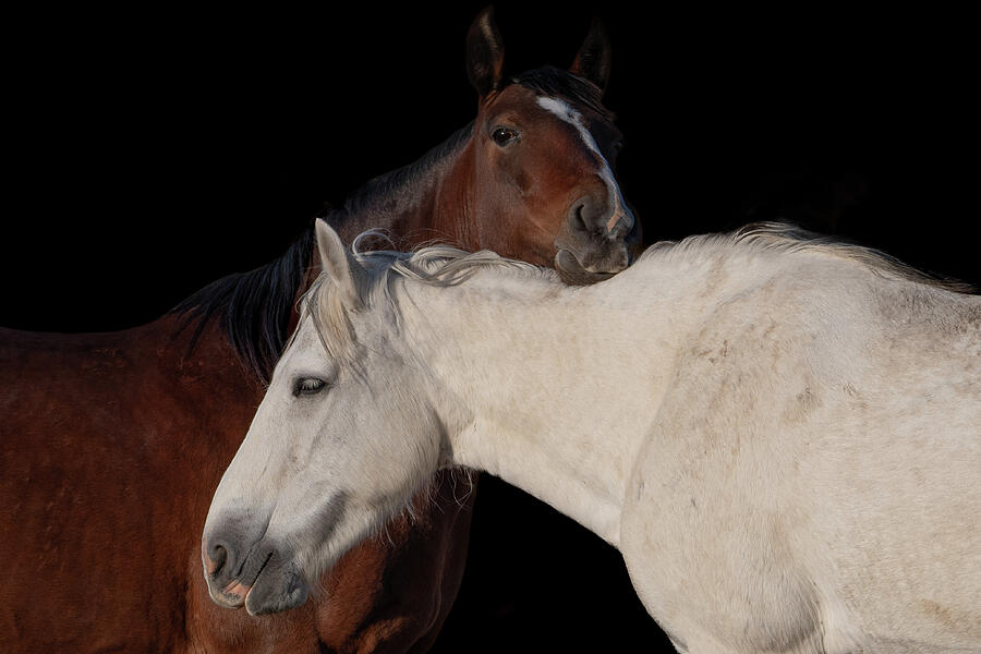 Friends Forever Photograph by Mary Hone Friends Forever Photograph by Mary Hone