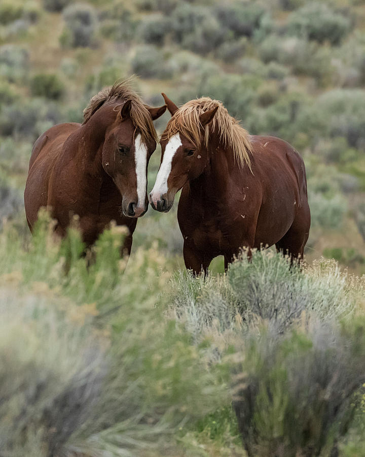 Friends - South Steens Herd Photograph by Belinda Greb