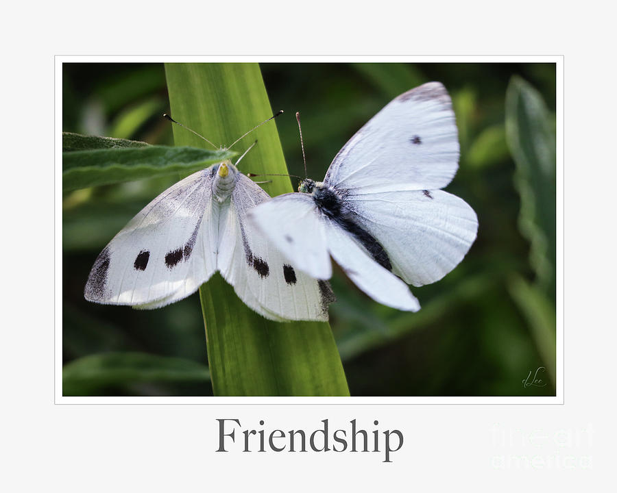 Butterfly Photograph - Friendship by D Lee