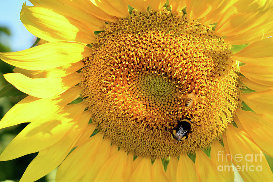 Friendship of One Sunflower and Bees II Photograph by Leonida Arte
